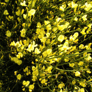 Elfenbein Ginster Bluete cremegelb Cytisus praecox 04