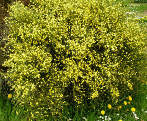 Elfenbein Ginster Bluete cremegelb Cytisus praecox 09