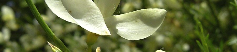 Anklicken um das ganze Bild zu sehen  Elfenbein Ginster Blüte Cytisus praecox