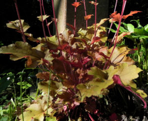 Elfenblume Bluete rose Epimedium 15