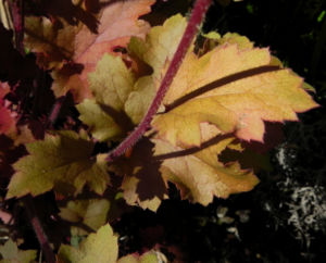 Elfenblume Bluete rose Epimedium 16
