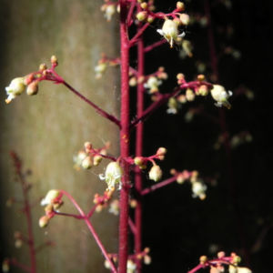 Elfenblume Bluete rose Epimedium 19