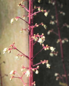 Elfenblume Bluete rose Epimedium 22