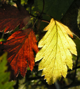 Elsbeere Blatt gruen Beere rot Sorbus torminalis 01