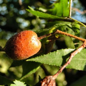 Elsbeere Blatt gruen Beere rot Sorbus torminalis 08