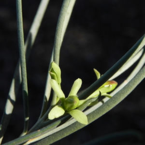 Emubusch Strauch Bluete hellgelb Eremophila oppositifolia 06