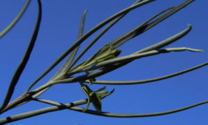 Emubusch Strauch Bluete hellgelb Eremophila oppositifolia 08