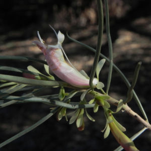 Emubusch Strauch Bluete hellgelb Eremophila oppositifolia 10