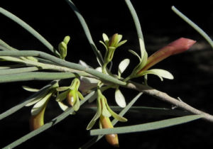Emubusch Strauch Bluete hellgelb Eremophila oppositifolia 12
