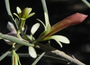 Emubusch Strauch Bluete hellgelb Eremophila oppositifolia 13
