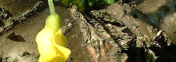 Anklicken um das ganze Bild zu sehen  Gemeiner Erbsenstrauch Blüte gelb Caragana arborescens