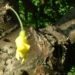 Zurück zum kompletten Bilderset Gemeiner Erbsenstrauch Blüte gelb Caragana arborescens
