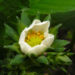 Zurück zum kompletten Bilderset Garten-Erdbeere Blüte weiß Fragaria x ananassa