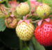 Zurück zum kompletten Bilderset Garten-Erdbeere Frucht grün Fragaria x ananassa