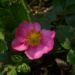 Zurück zum kompletten Bilderset Garten-Zier-Erdbeere Blüte lila Fragaria x ananassa