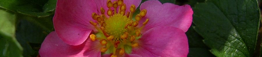 Anklicken um das ganze Bild zu sehen  Garten-Zier-Erdbeere Blüte lila Fragaria x ananassa