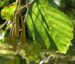 Zurück zum kompletten Bilderset Schwarzerle Alnus glutinosa