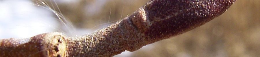 Anklicken um das ganze Bild zu sehen  Erle Knospe braun Alnus