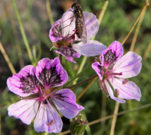 Erodium Bluete hell pink Erodium petraeum 01