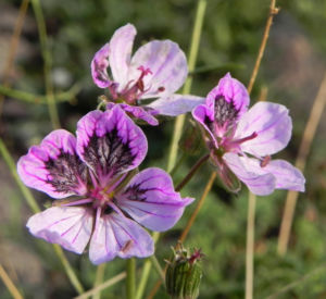 Erodium Bluete hell pink Erodium petraeum 02