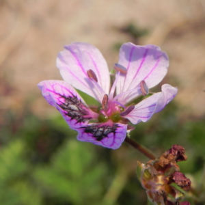 Erodium Bluete hell pink Erodium petraeum 03
