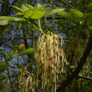 Eschen Ahorn Bluete Acer negundo 01
