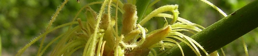 Anklicken um das ganze Bild zu sehen  Eschen-Ahorn Blüte gelb Acer negundo