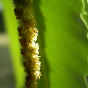 Ess Kastanie Castanea sativa 02