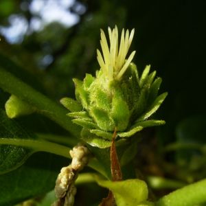 Ess Kastanie Castanea sativa 03