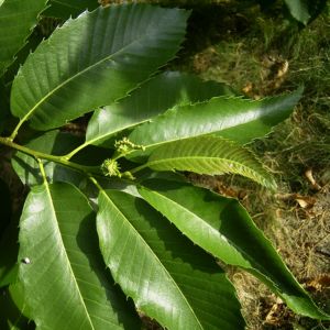 Ess Kastanie Castanea sativa 04