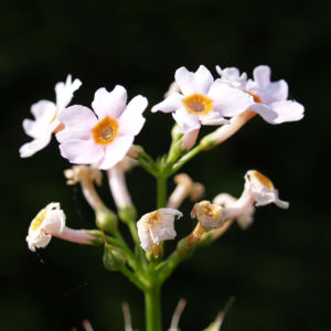 Etagen Primel Bluete weiss Primula japonica 01