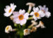 Zurück zum kompletten Bilderset Etagen Primel Blüte weiß Primula japonica