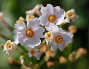 Etagen Primel Bluete weiss Primula japonica 03