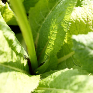 Etagen Primel Bluete weiss Primula japonica 04