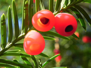 Europaeische Eibe Frucht rot Taxus baccata 02
