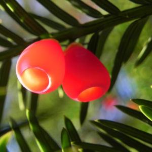 Europaeische Eibe Frucht rot Taxus baccata 03