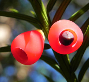 Europaeische Eibe Frucht rot Taxus baccata 08