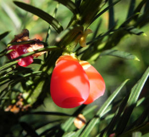 Europaeische Eibe Frucht rot Taxus baccata 10
