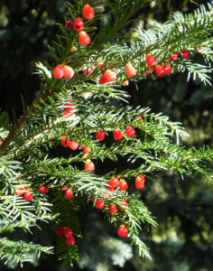 Europaeische Eibe Frucht rot Taxus baccata 12