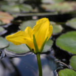 Europaeische Seekanne Bluete gelb Nymphoides peltata 08