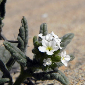 Europaeische Sonnenwende Bluete weiss Heliotropium europaeum 03