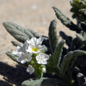 Europaeische Sonnenwende Bluete weiss Heliotropium europaeum 04
