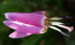 Zurück zum kompletten Bilderset Hunds-Zahnlilie Erythronium dens canis