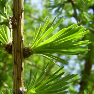 Europaische Laerche Triebe Larix decidua 01