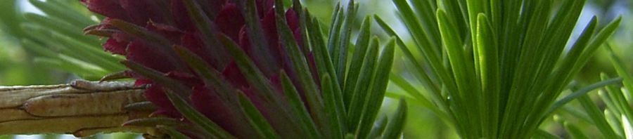 Anklicken um das ganze Bild zu sehen  Europäische Lärche Triebe Larix decidua