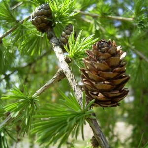 Europaische Laerche Triebe Larix decidua 04
