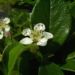 Zurück zum kompletten Bilderset Fächer Zwergmispel Blüte weiß Cotoneaster horizontalis