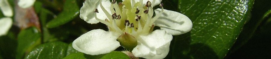 Anklicken um das ganze Bild zu sehen  Fächer Zwergmispel Blüte weiß Cotoneaster horizontalis