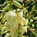 Zurück zum kompletten Bilderset Fädige Palmlilie Blüte weiß Yucca filamentosa
