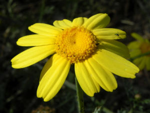 Faerber Hundskamille Bluete gelb Anthemis tinctoria 01